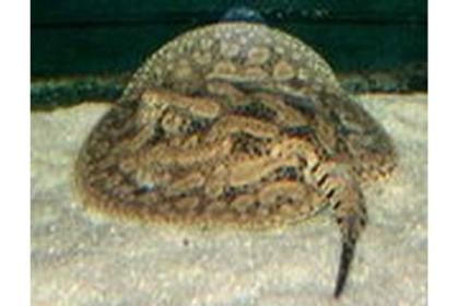 Potamotrygon hystrix Süßwasserrochen