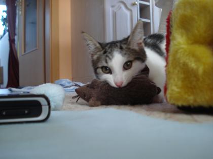 Geschenkter jungen Kater in berlin gesucht