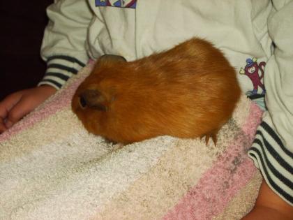 Meerschweinchen 