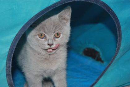 Kartäuser und BKH Babys suchen