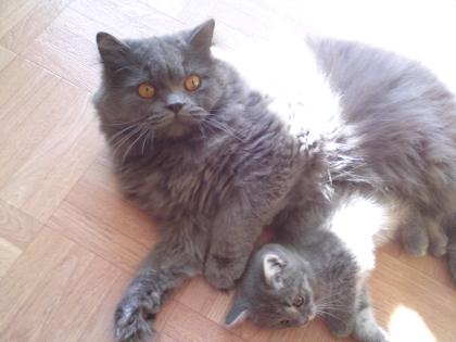 Wunderschöner, blauer Perserdeckkater sucht Partnerin 
