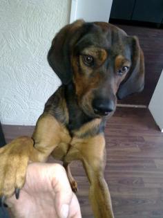 Bayrischergebirgsschweißhund/Ungarische Bracke ca.13 Monate