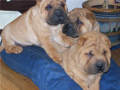 Süße braune Shar-Pei Welpen (3 Rüden)