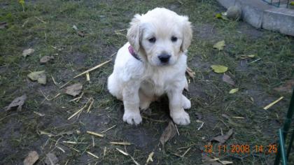 Endlich! sind die kleinen Golden Retrieverbabys da.