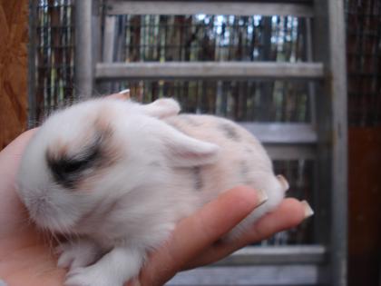 Die Baby´s sind da........