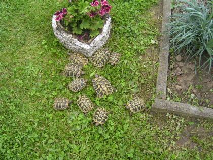 Griechische Landschildkröten NZ 08 + 09