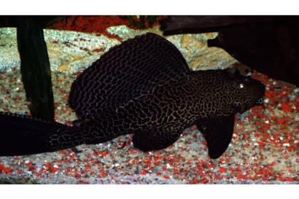 Wabenschilderwels Glyptoperichthys gibbiceps GROß 