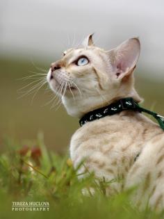 SNOW Bengal kittens mit Papiere!