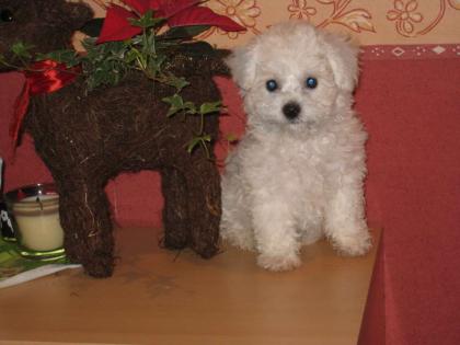 Bichon Frise Welpen