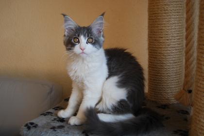 Maine Coons of Holmes Beach