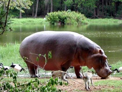 Safari in Ostafrika