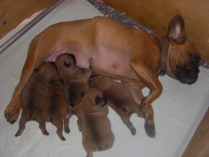 Französische Bulldogge 