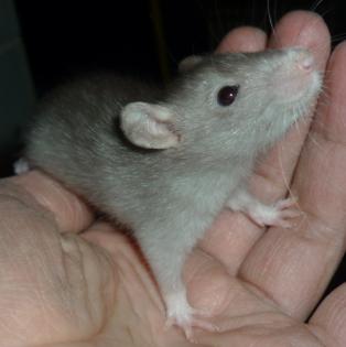 Farbrattenbabys bei Wilmania Kölner Ratten