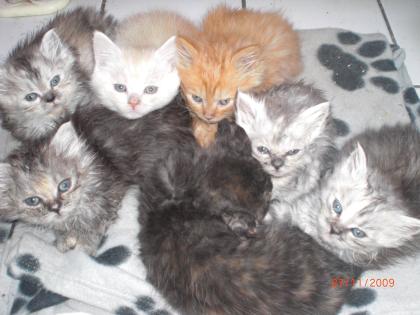 Highländer Kitten ( Langhaar )