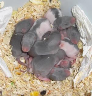 Ratten Welpen Russisch Blau Rattenbabys