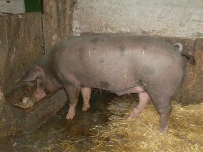 Biete Schlachteschwein