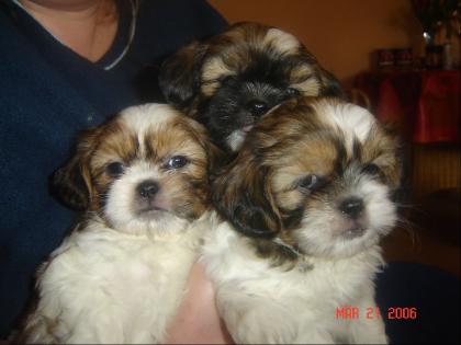 Shih tzu welpen