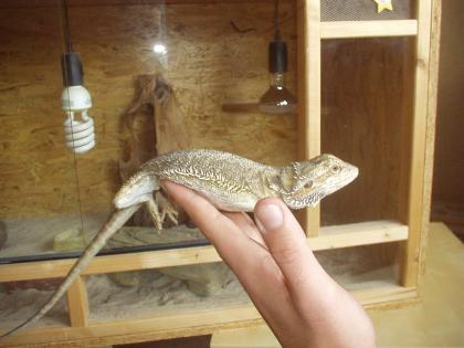 Wunderschöe weibliche Bartagame abzugeben