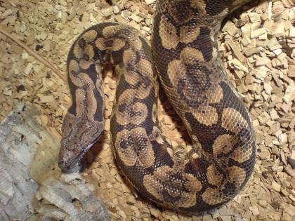 Tausche oder verkaufe 1.0 Acrantophis dumerili mit Papieren
