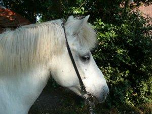 Reitbeteiligung in Delmenhorst auf Islandwallch