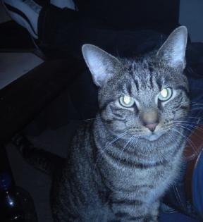 Verschmuster Kater sucht Liebevolles zuhause