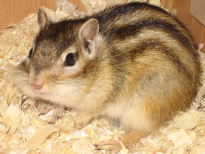 Streifenhörnchen