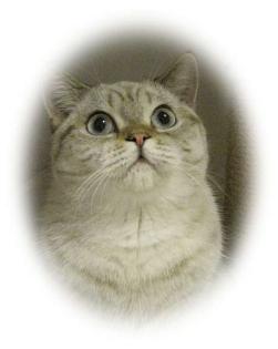 BKH Mädchen Britisch Kurzhaar Tabby- Point mit blauen Augen