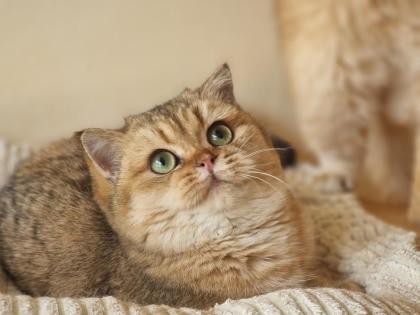 Bkh britisch kurzhaar Kater 6 Monate alt