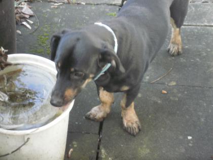 Mix-Rüde Bodo sucht dringend neues Zuhause!