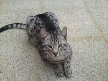 Felix seit 15.11.09 vermisst FINDERLOHN !!!