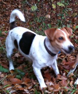 Suche temperamentvolle Terrierdame...