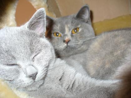 2 Britisch Kurzhaar Katzen