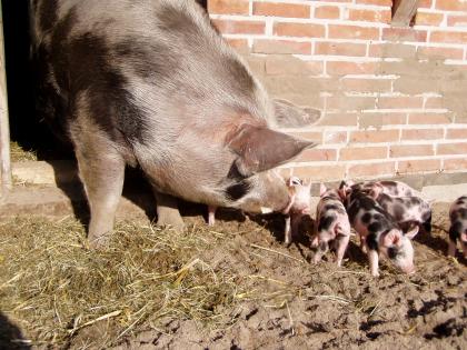 Pietrain Ferkel / Läufer, 3 Monate alt