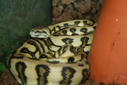 Morelia spilota McDowelli HC-Jaguar 0.1