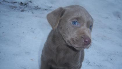 Seltene Silberne Labrador Welpen ab sofort abzugeben...   Webseite