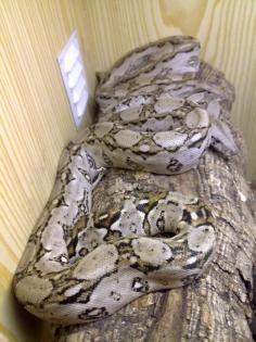 Boa Constrictor Imperator (eigene NZ2021) abzugeben
