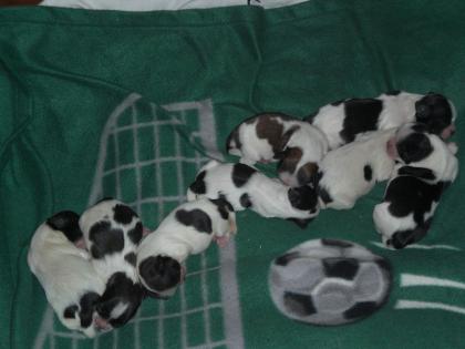 4 Shih tzu Knuffels suchen ein zu Hause ab 14.03-0.7978