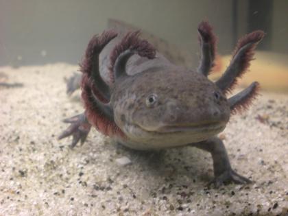 Axolotlbabys ab April abzugeben!!!