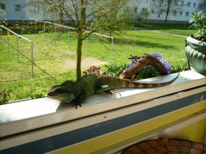 Biete zahme wasseragame