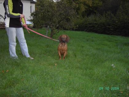  Bayerischer Gebirgsschweißhund  ( Rüde )