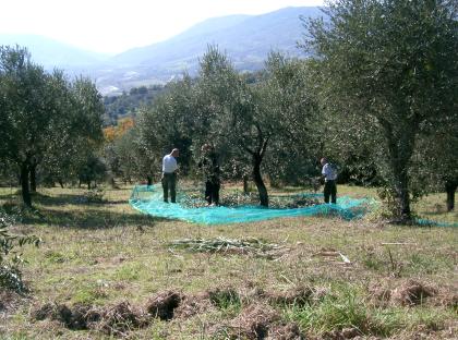 Olivenhain mit 220 Bäumen und 13010 qm Grund bei Pescara ital. Adria