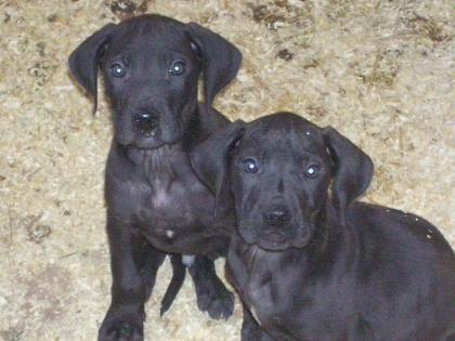 Ridgeback Mix Welpen