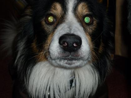 Liebevoller border collie sucht neues zuhause!