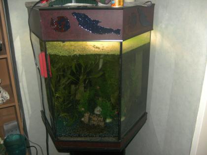 Fünfeckiges Garnelenaquarium