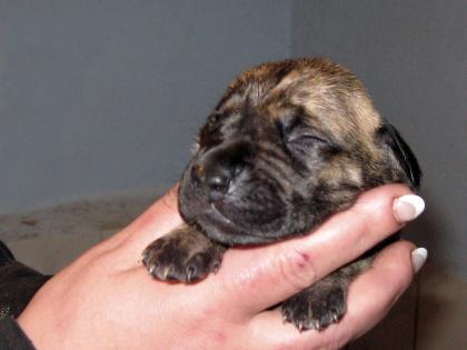 Doggenwelpen vom Züchter zu verkaufen