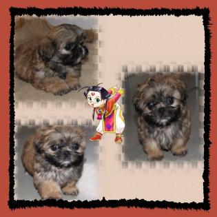 Maja und Fips Typvolle Shih Tzu Welpen