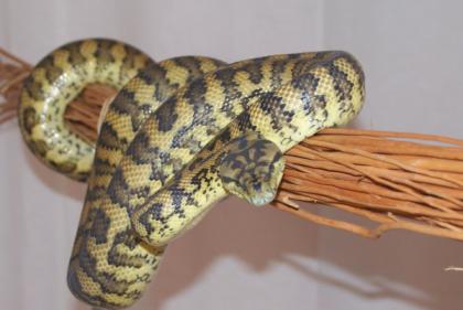 Teppichpython Zuchttier 0,1 von 05.05 Morelia spilota variegata