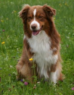 Australian Shepherd VDH Deckrüde V-gekört 