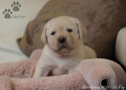 Labrador Welpen in gelb
