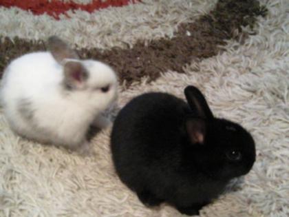 NIEDLICHE ZWERGKANINCHENBABYS